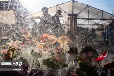Flower, Plant Market in Tehran on Eve of Iranian New Year