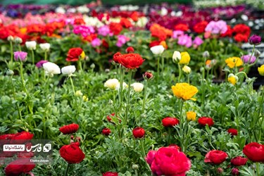 Flower, Plant Market in Tehran on Eve of Iranian New Year