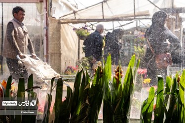 Flower, Plant Market in Tehran on Eve of Iranian New Year
