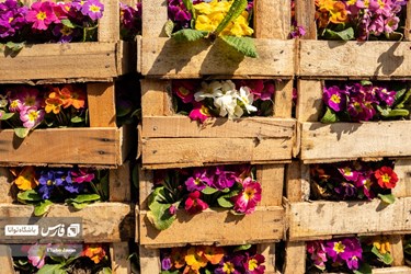 Flower, Plant Market in Tehran on Eve of Iranian New Year