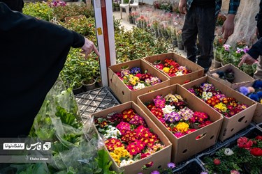 Flower, Plant Market in Tehran on Eve of Iranian New Year