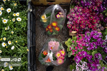 Flower, Plant Market in Tehran on Eve of Iranian New Year