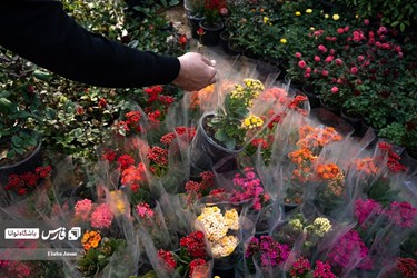 Flower, Plant Market in Tehran on Eve of Iranian New Year