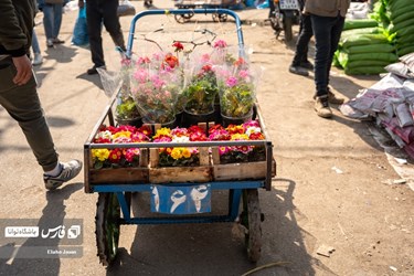 Flower, Plant Market in Tehran on Eve of Iranian New Year