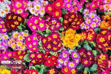 Flower, Plant Market in Tehran on Eve of Iranian New Year