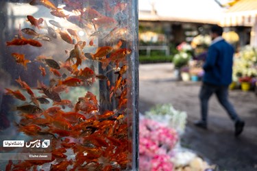 Flower, Plant Market in Tehran on Eve of Iranian New Year