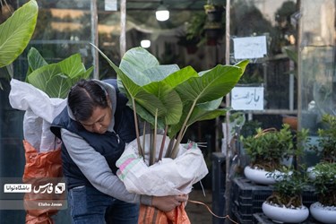 Flower, Plant Market in Tehran on Eve of Iranian New Year
