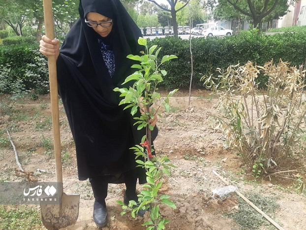 این نهال‌ها، خاصیت «ضد بیکاری» دارد!/ از نخلستان‌های خرمشهر تا مزارع فدک الزهرای بشاگرد با یک اشتغالزایی سبز + فیلم 19