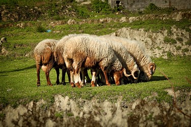 پژواک بهار در گیلان