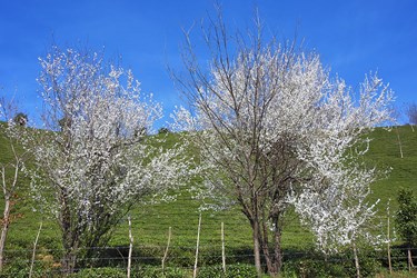 پژواک بهار در گیلان