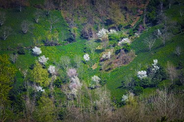 پژواک بهار در گیلان