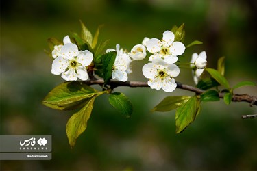 Iran's Nature, Spring Blossoms Come Out