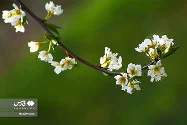 Iran's Nature, Spring Blossoms Come Out