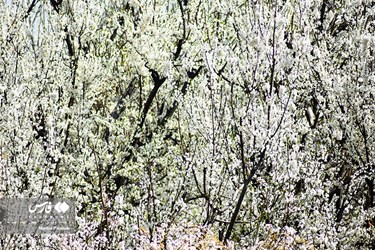 Iran's Nature, Spring Blossoms Come Out