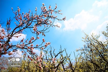 Iran's Nature, Spring Blossoms Come Out