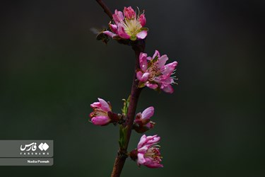 Iran's Nature, Spring Blossoms Come Out