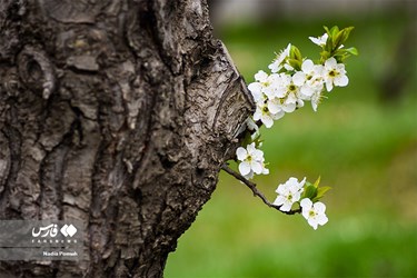 Iran's Nature, Spring Blossoms Come Out