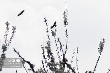 Iran's Nature, Spring Blossoms Come Out