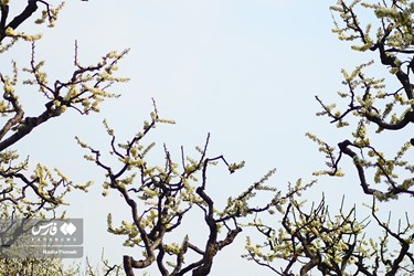 Iran's Nature, Spring Blossoms Come Out