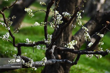 Iran's Nature, Spring Blossoms Come Out