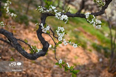 Iran's Nature, Spring Blossoms Come Out