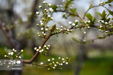 Iran's Nature, Spring Blossoms Come Out