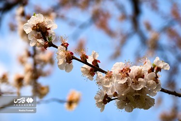 Iran's Nature, Spring Blossoms Come Out