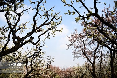 Iran's Nature, Spring Blossoms Come Out
