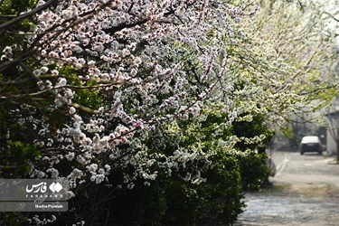 Iran's Nature, Spring Blossoms Come Out