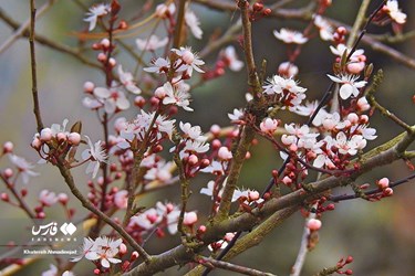 Iran’s Beauties: Spring in Gilan
