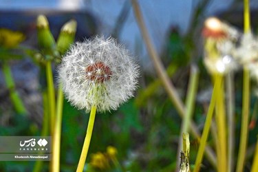 Iran’s Beauties: Spring in Gilan