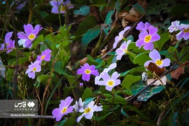 Iran’s Beauties: Spring in Gilan