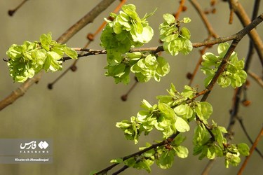 Iran’s Beauties: Spring in Gilan
