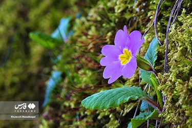 Iran’s Beauties: Spring in Gilan
