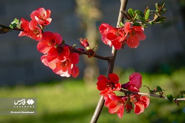 Iran’s Beauties: Spring in Gilan
