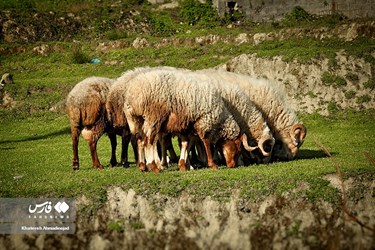 Iran’s Beauties: Spring in Gilan
