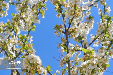 Iran’s Beauties: Spring in Gilan