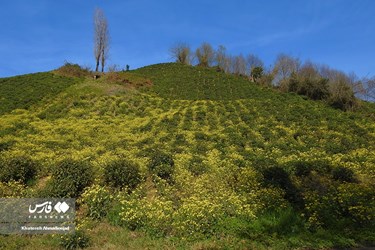 Iran’s Beauties: Spring in Gilan