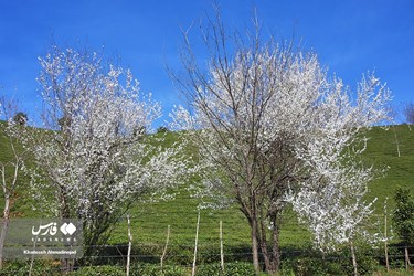 Iran’s Beauties: Spring in Gilan