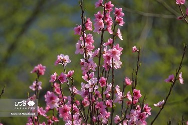 Iran’s Beauties: Spring in Gilan