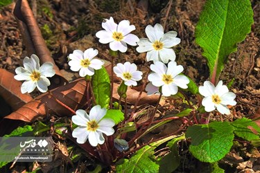 Iran’s Beauties: Spring in Gilan