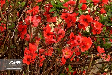 Iran’s Beauties: Spring in Gilan