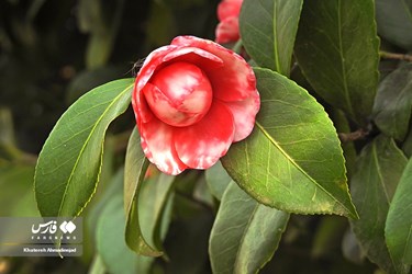 Iran’s Beauties: Spring in Gilan