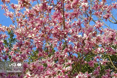 Iran’s Beauties: Spring in Gilan