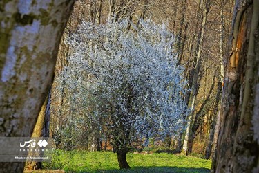 Iran’s Beauties: Spring in Gilan