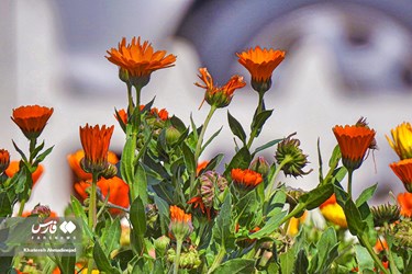 Iran’s Beauties: Spring in Gilan