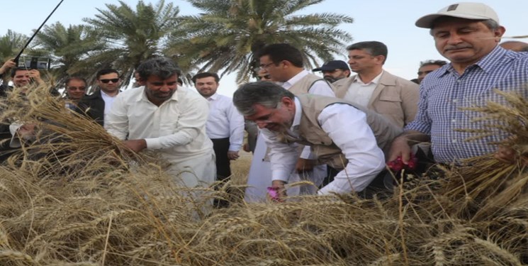 اولین خوشه‌های طلایی گندم را وزیر جهادکشاورزی در پیشین درو کرد