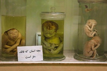 «موزه جانور شناسی» کرج