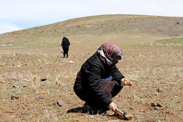 روز طبیعت در زنجان