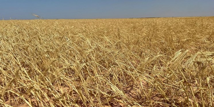 بلومبرگ:خشکسالی در کانادا تهدیدی برای تولید گندم  و بازارهای جهانی است